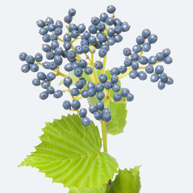 Arrowwood Viburnum Care (Watering, Fertilize, Pruning, Propagation ...