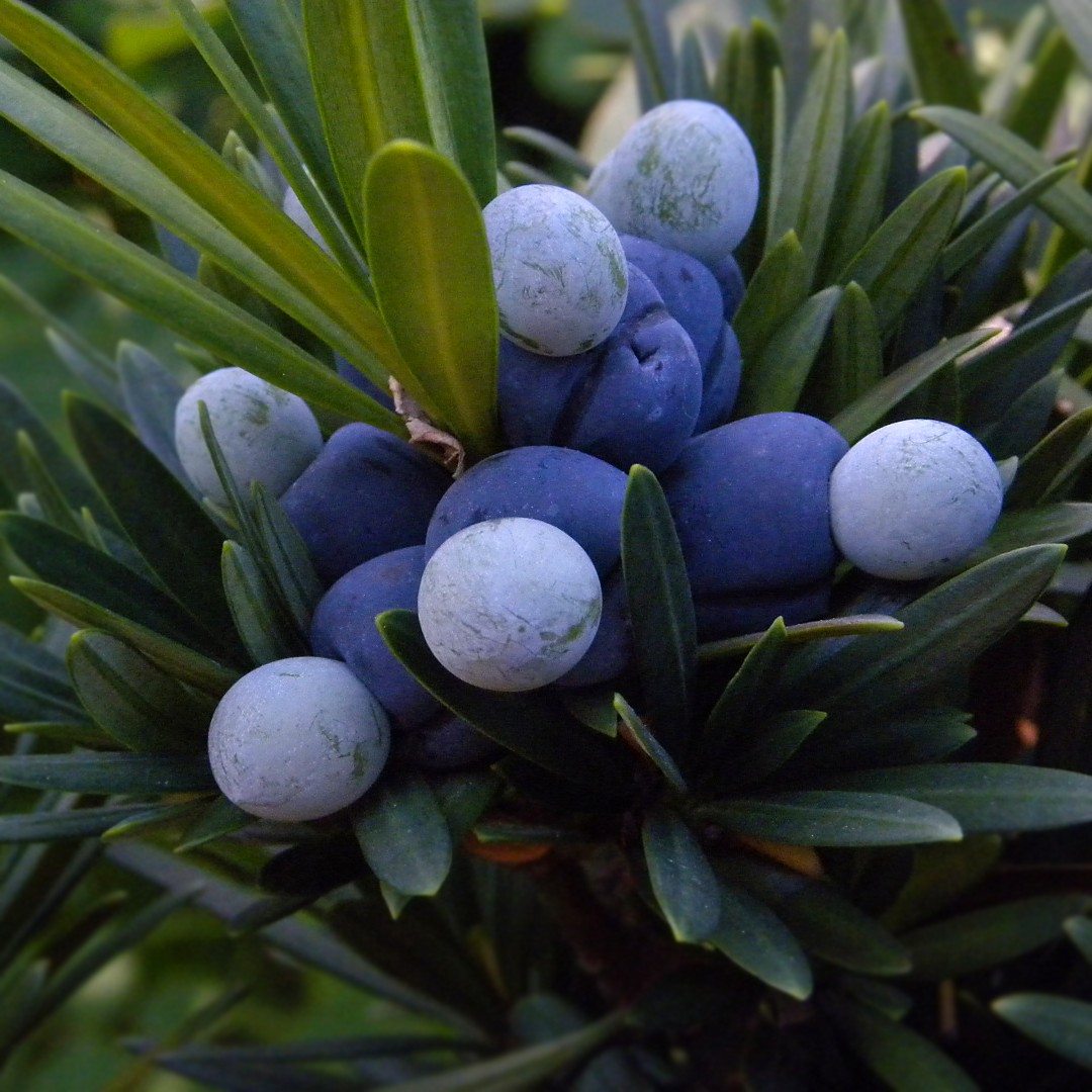 ラカンマキ Podocarpus Macrophyllus Var Maki 花言葉 毒性 よくある質問 Picturethis