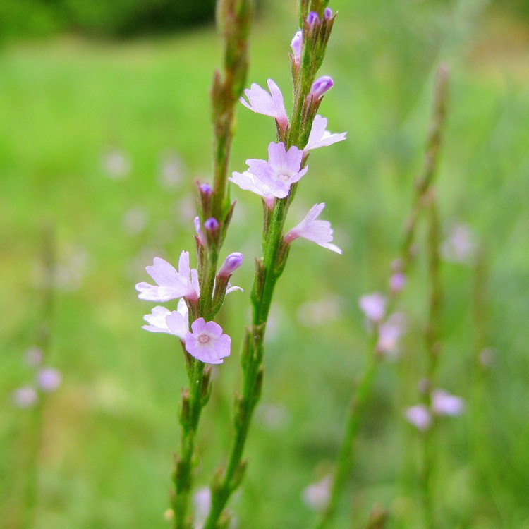 Texas Vervain (verbena Halei) Flower, Leaf, Care, Uses - Picturethis