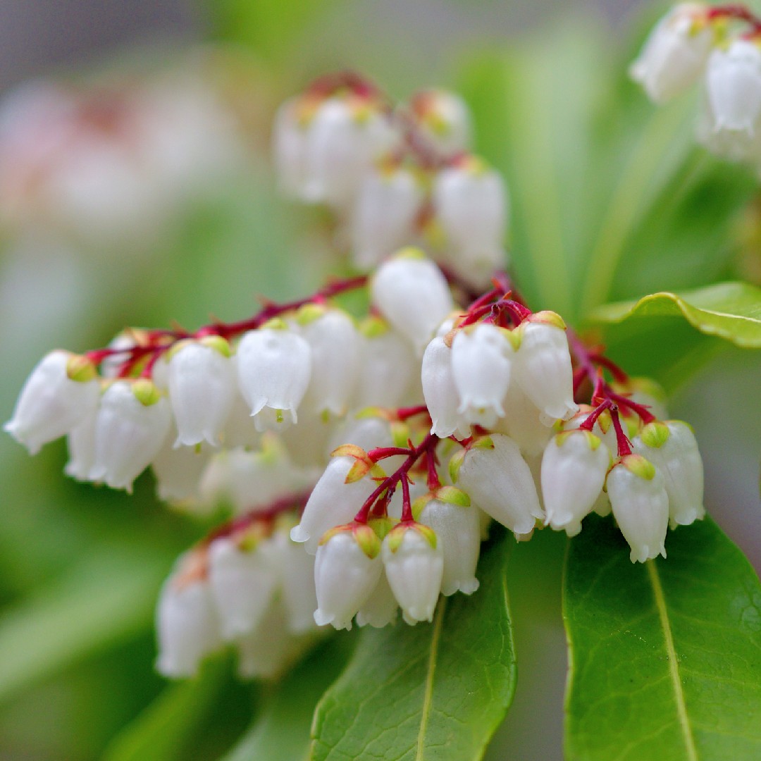 はじめての花木・庭木 小さな庭で楽しむ