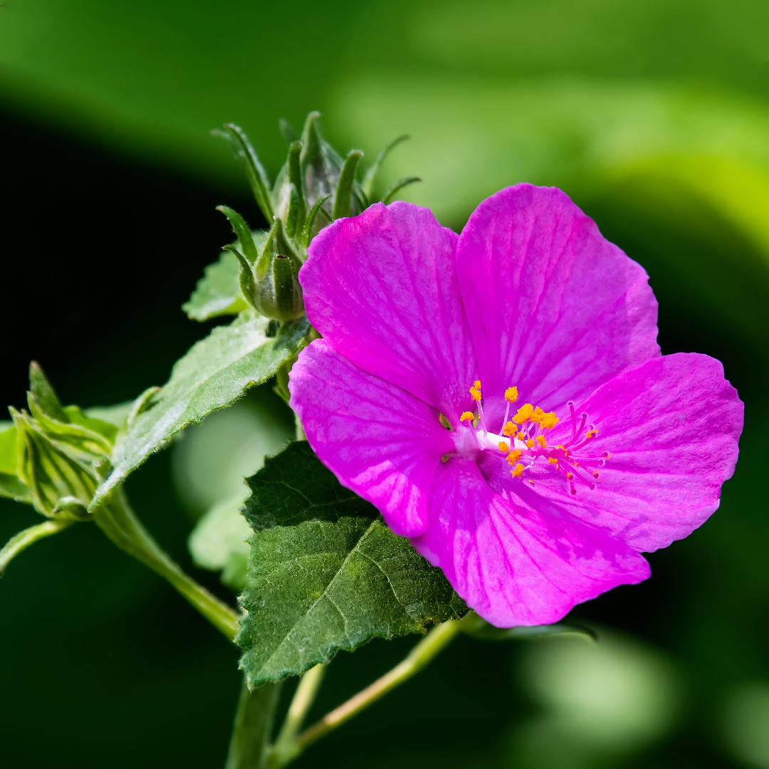 Pavonia lasiopetala - PictureThis