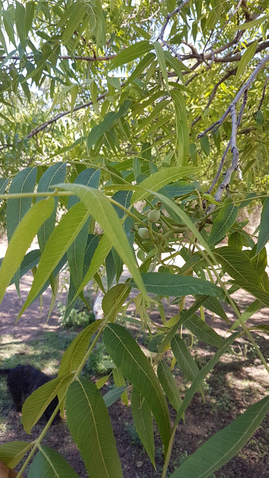 ジュグランス・マイクロカルパ (Juglans microcarpa) 花言葉，毒性，よくある質問 PictureThis