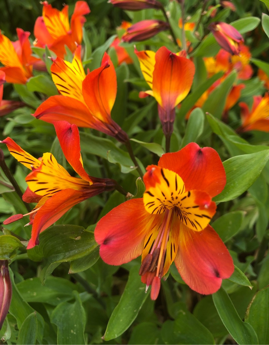 Orange Glory Flower Perennial Officially Authorized ...