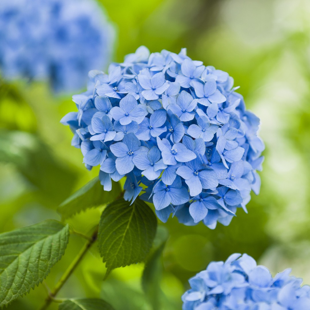 Hydrangea 中文