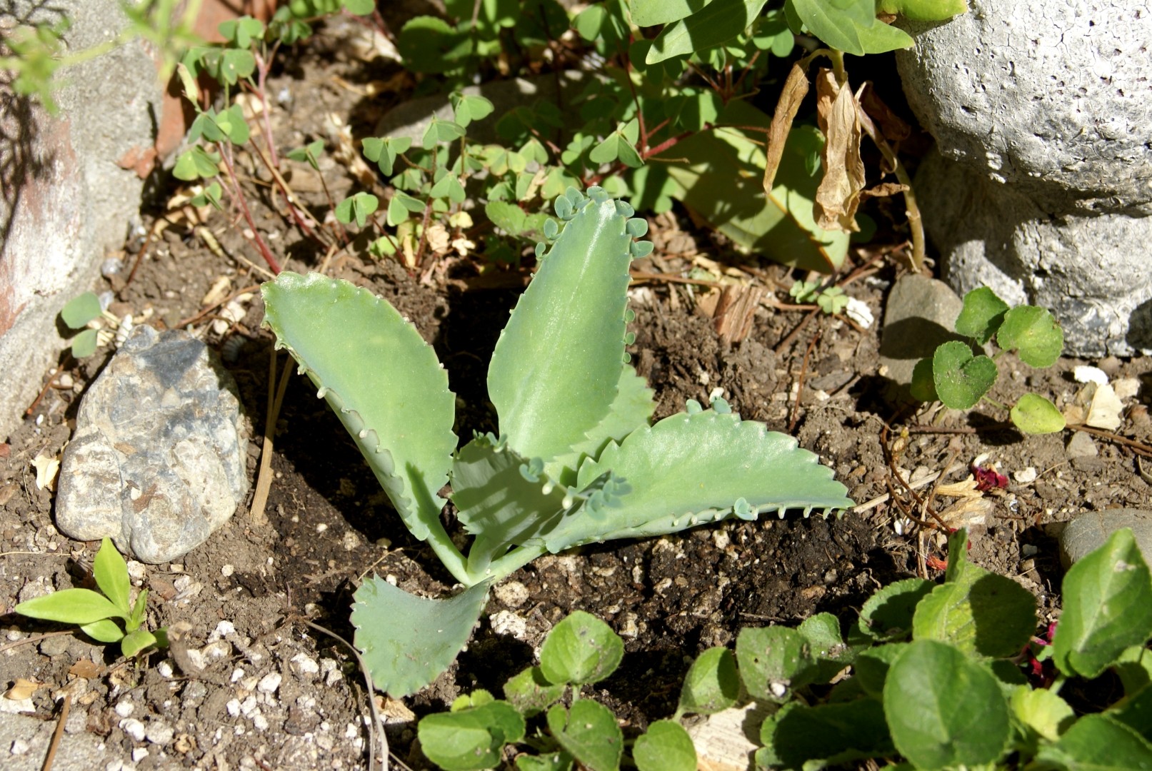 Kalanchoe laetivirens фото