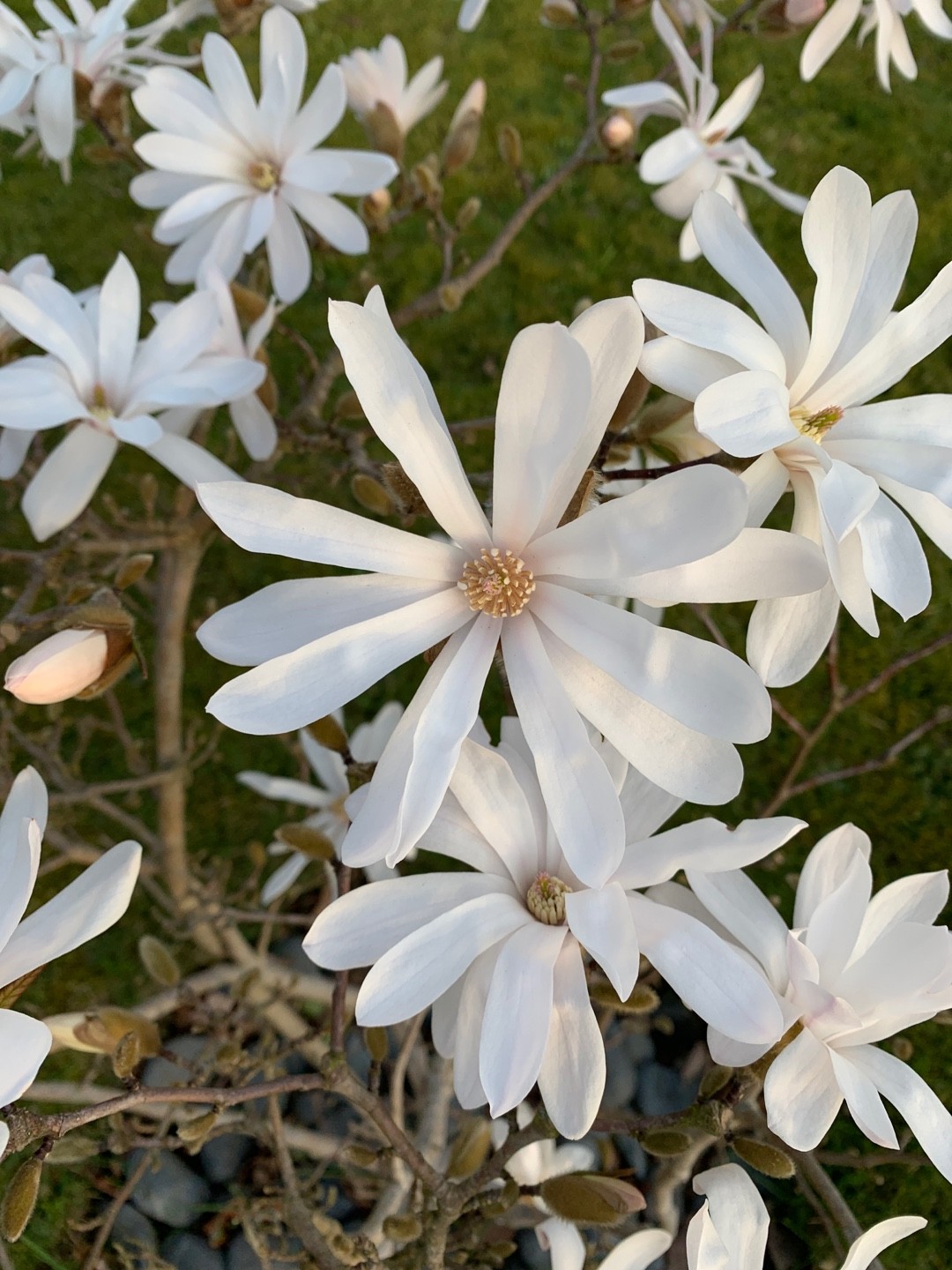 Magnolia × loebneri 'Encore' Cuidados (Plantando, Fertilizantes,  Enfermedades) - PictureThis