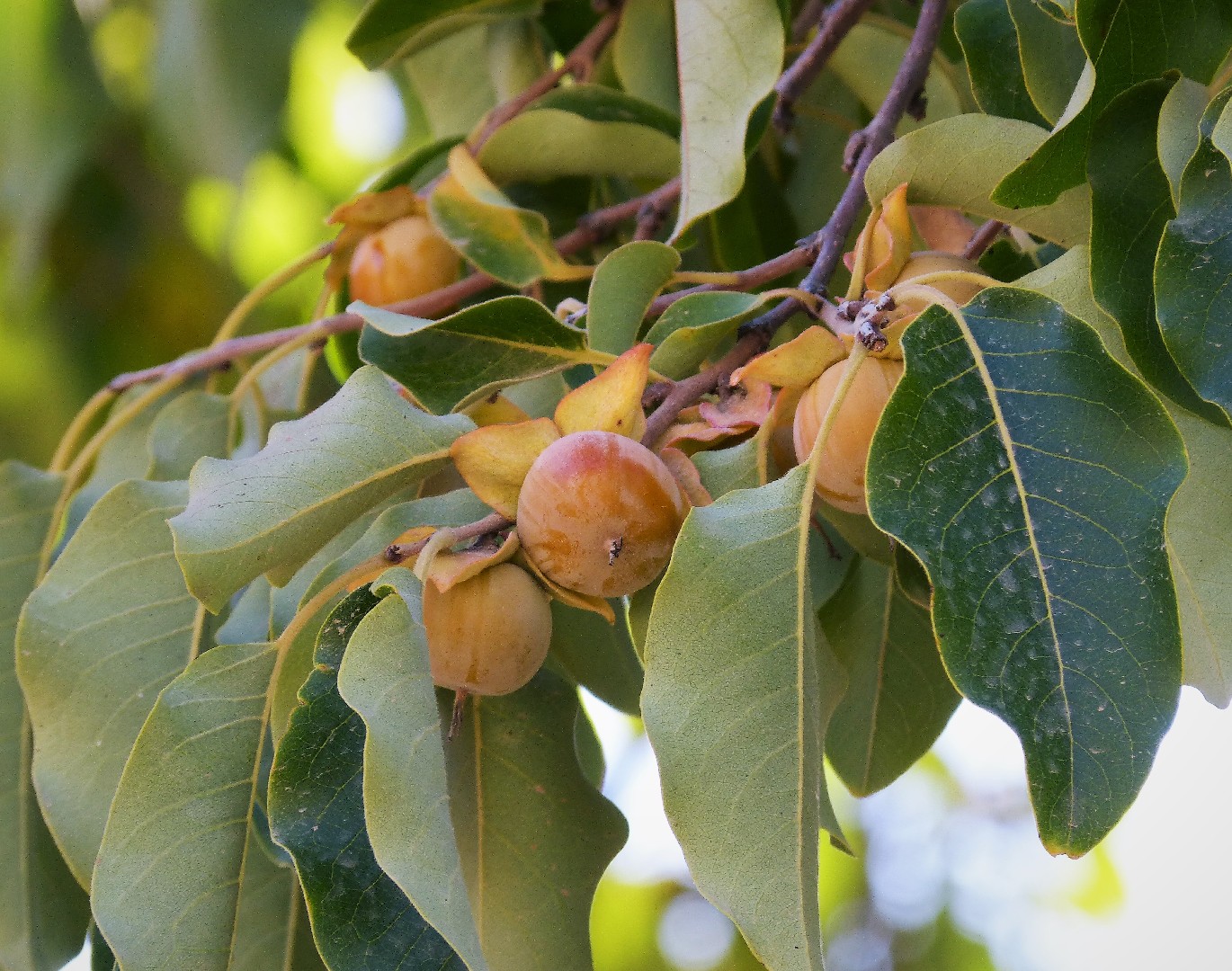 Хурма кавказская (Diospyros lotus) - PictureThis