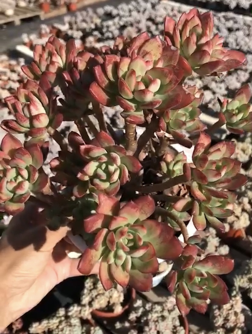 Эхеверия МакДугала (Echeveria macdougallii) - PictureThis