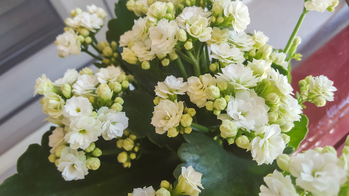 Kalanchoe Blossfeldiana Calandiva White Picturethis