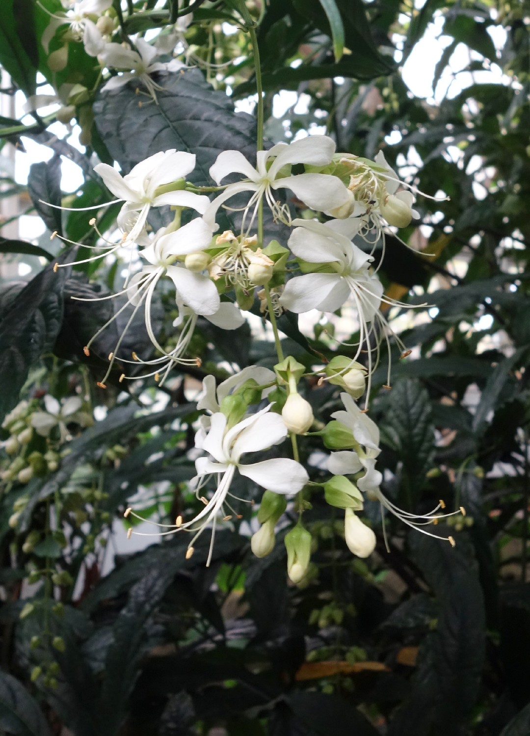 クラリンドウ Clerodendrum Laevifolium 花言葉 毒性 よくある質問 Picturethis