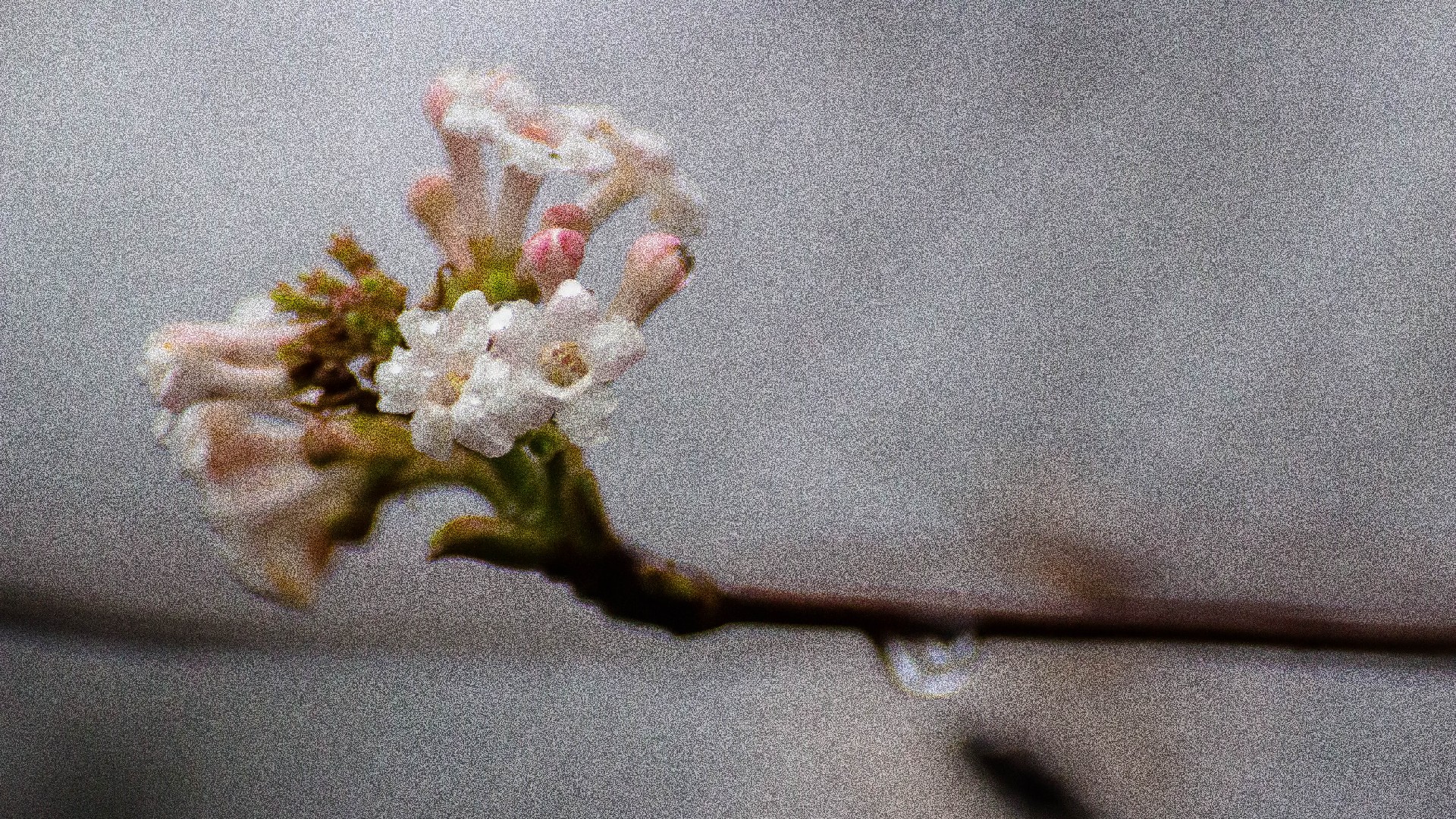 Калина Фаррера (Viburnum farreri) - PictureThis