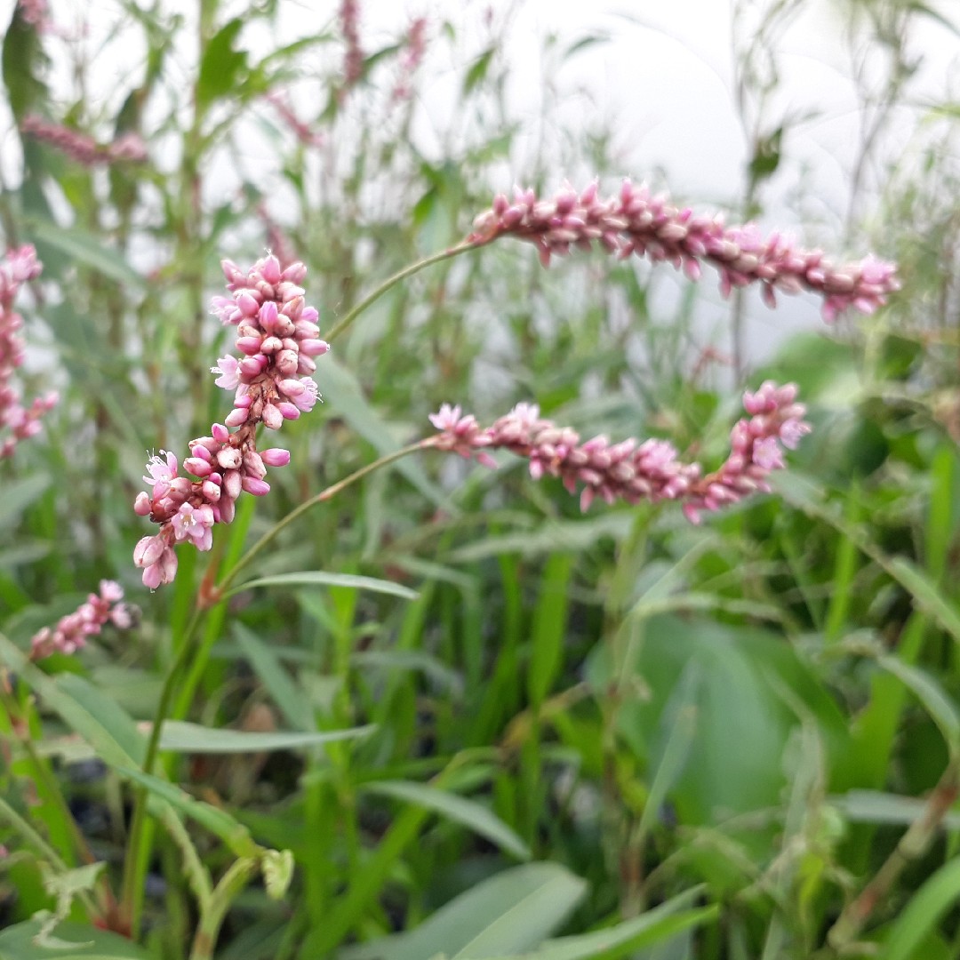 アメリカサナエタデ Persicaria Pensylvanica 花言葉 毒性 よくある質問 Picturethis