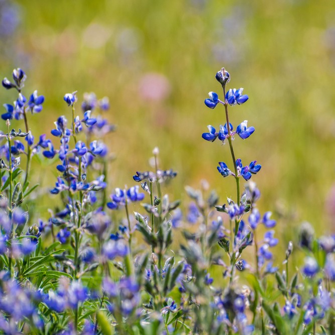 Are Lupins Poisonous To Cats And Dogs