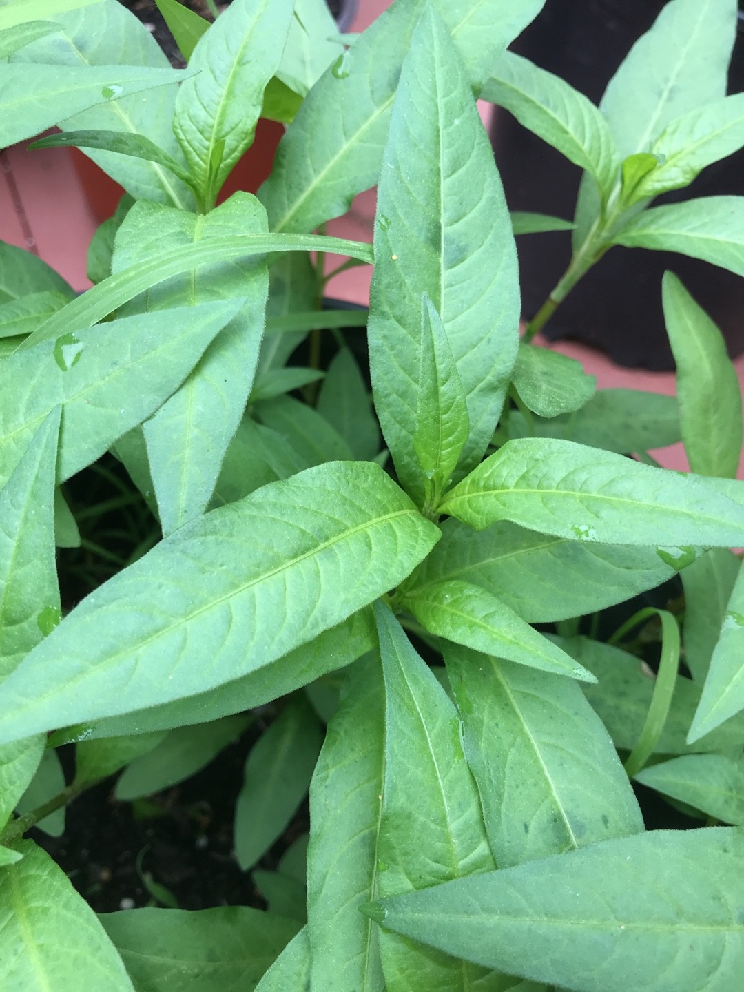 Речник (Persicaria hydropiper) - PictureThis