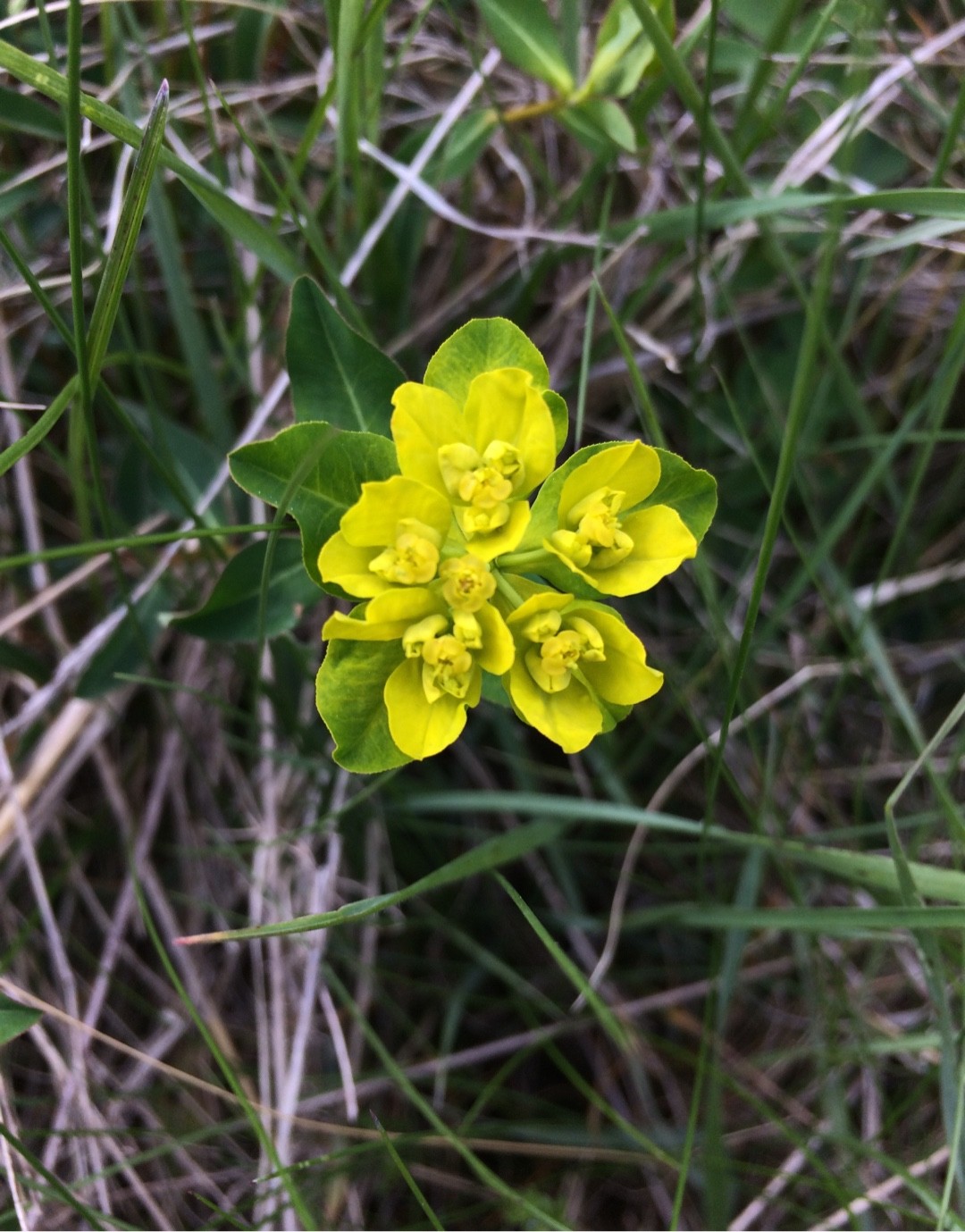 especie invasora frondosa spurge