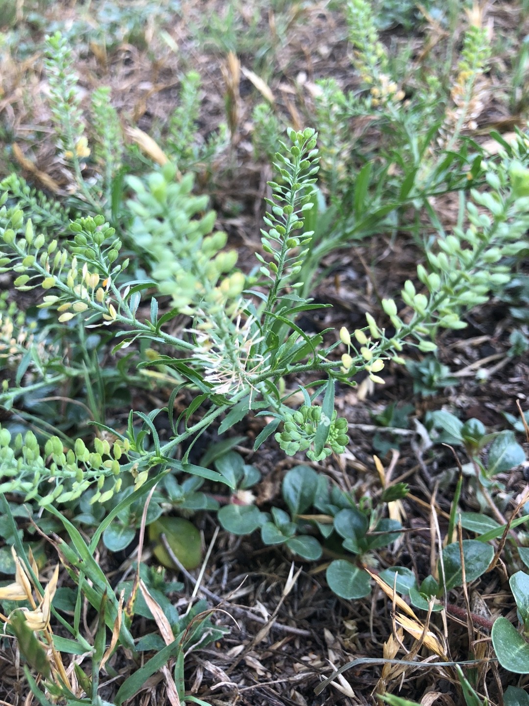 コマメグンバイナズナ (Lepidium densiflorum) 花言葉，毒性，よくある