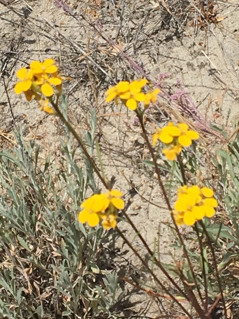 Santa cruz wallflower Erysimum teretifolium Flower Leaf Care