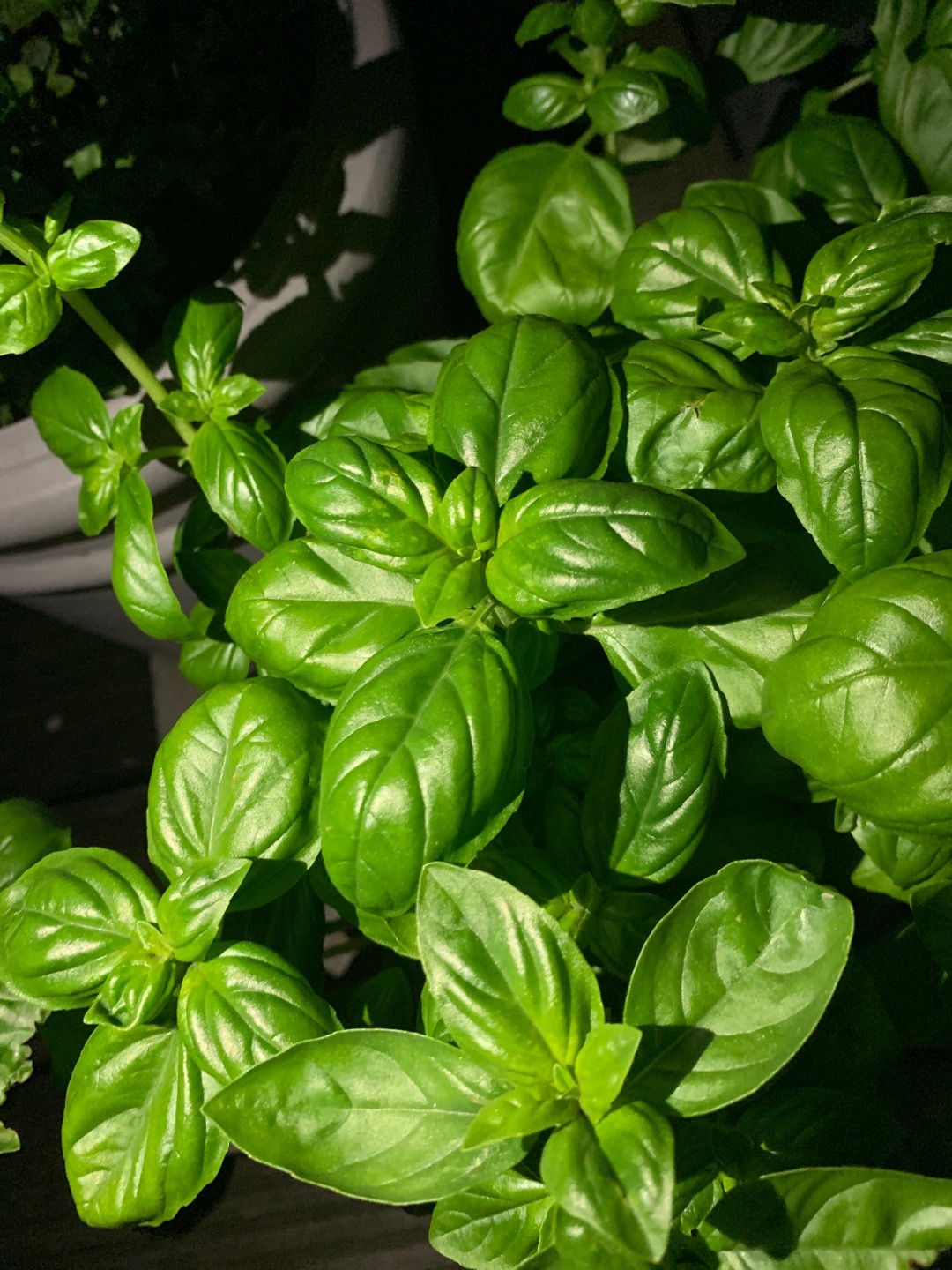 Sweet basil Dolce Fresca Care Watering Fertilize Pruning Propagation PictureThis