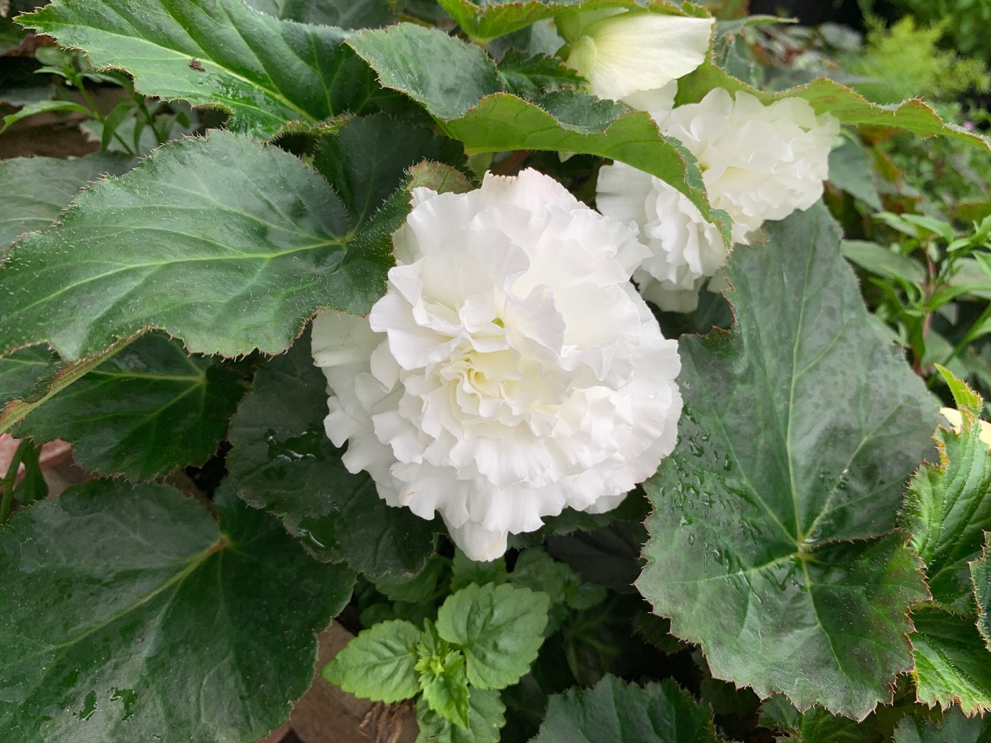 Begonia 'Ruffled White' Cuidados (Plantando, Fertilizantes, Enfermedades) -  PictureThis