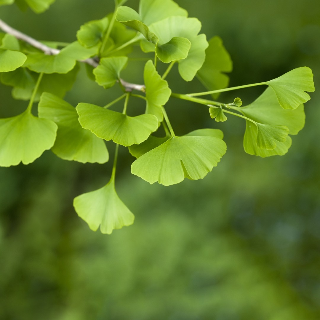 Lecturis Salutem: Além de caule e folhas: simbolismos da Ginkgo biloba