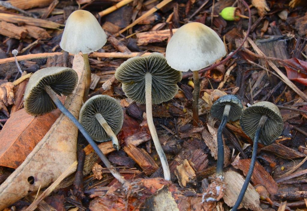 Copelandia cyanescens (Panaeolus cyanescens) - PictureThis