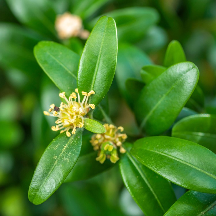 Common Box Hedging | Buxus sempervirens