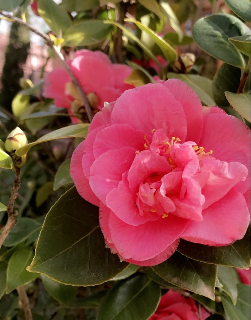 🌱 How to Propagate Japanese camellia 'Scentsation'