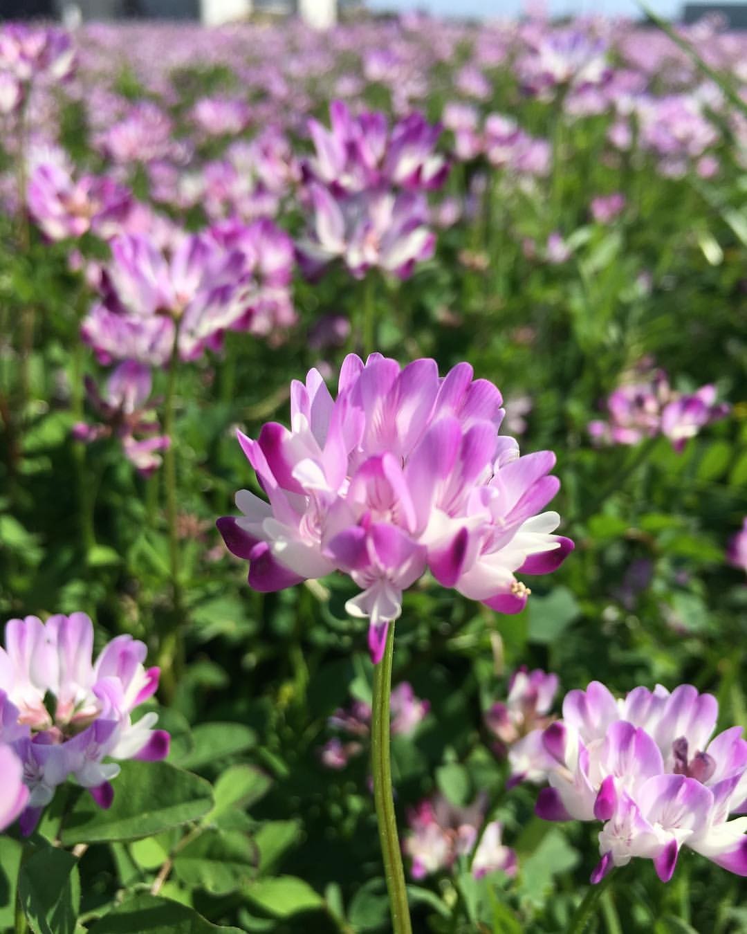 Chinese milk-vetch (Astragalus sinicus) Flower, Leaf, Care, Uses