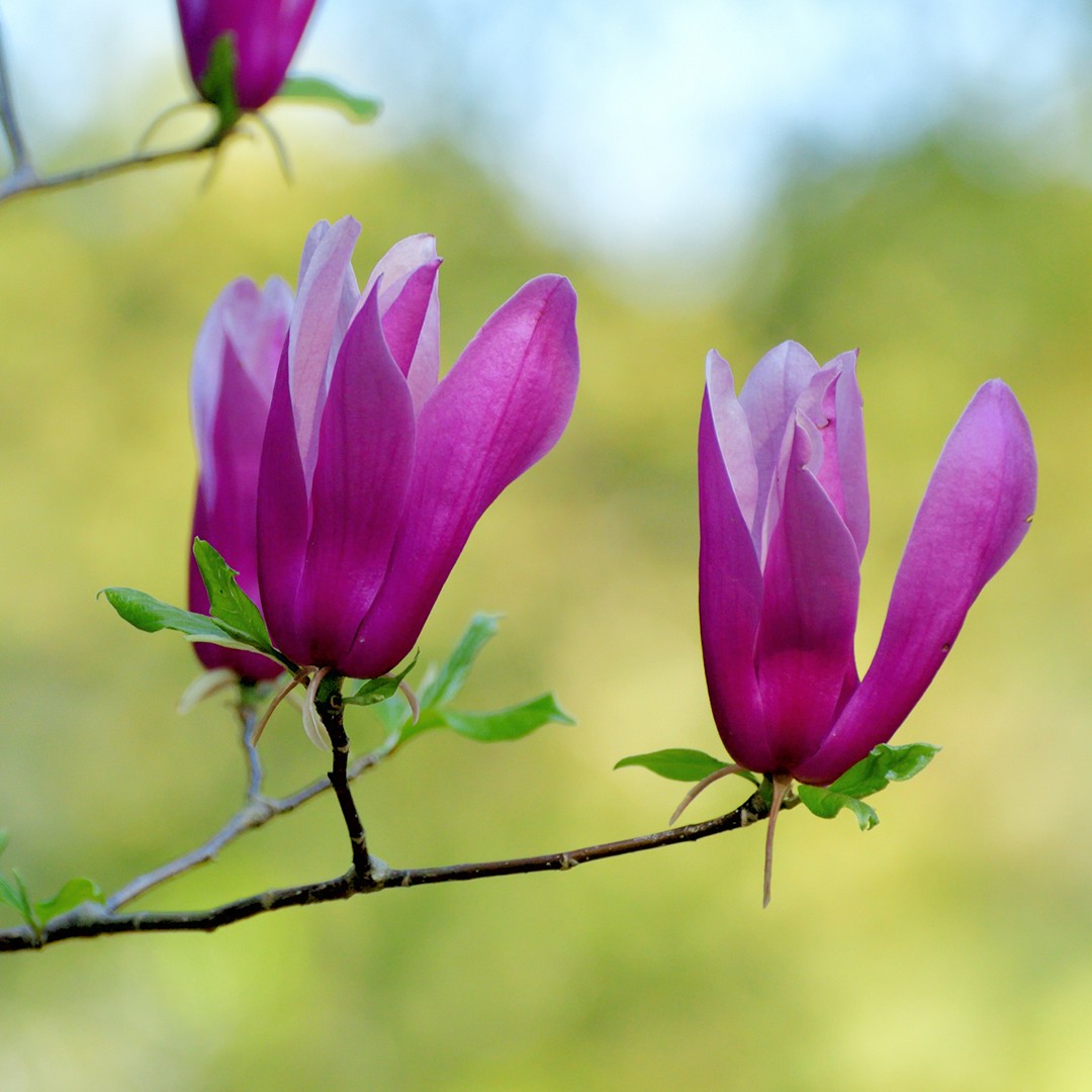 モクレン (Magnolia liliiflora) 花言葉，毒性，よくある質問
