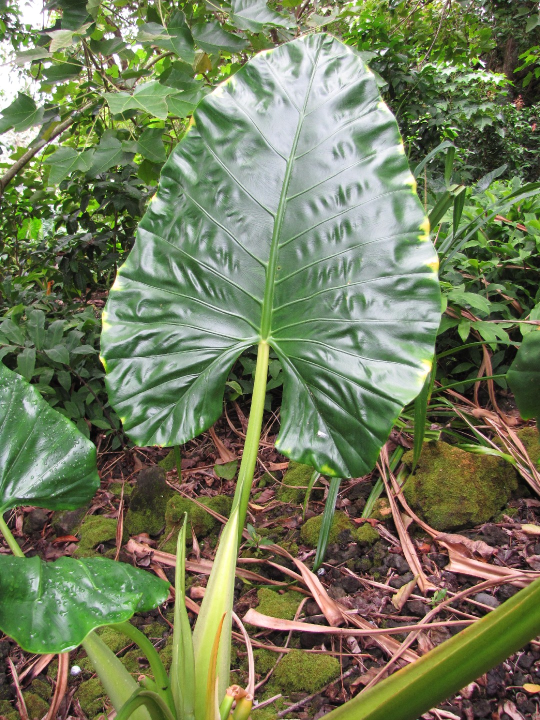 L'orecchia d'elefante (Alocasia macrorrhizos) - PictureThis