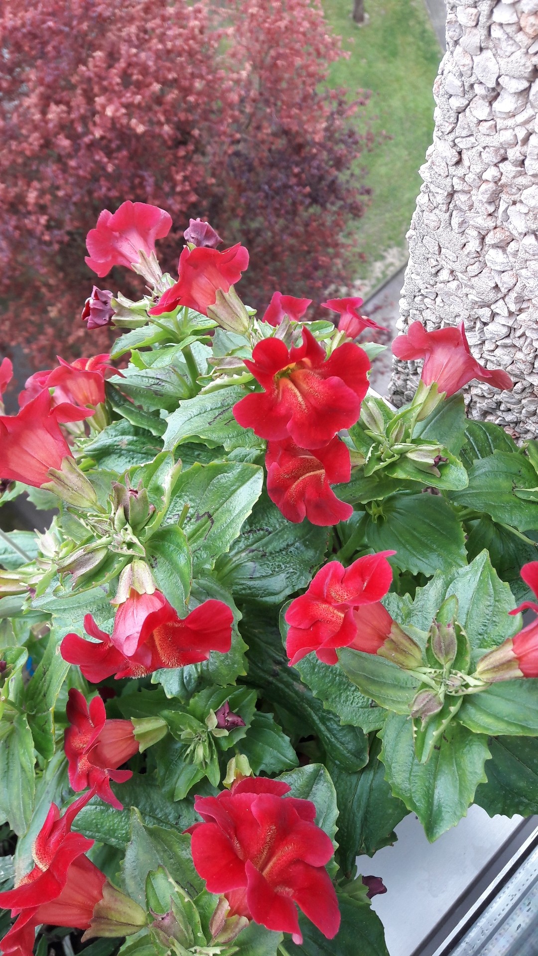 Mimulus Care (Watering, Fertilize, Pruning, Propagation) - PictureThis