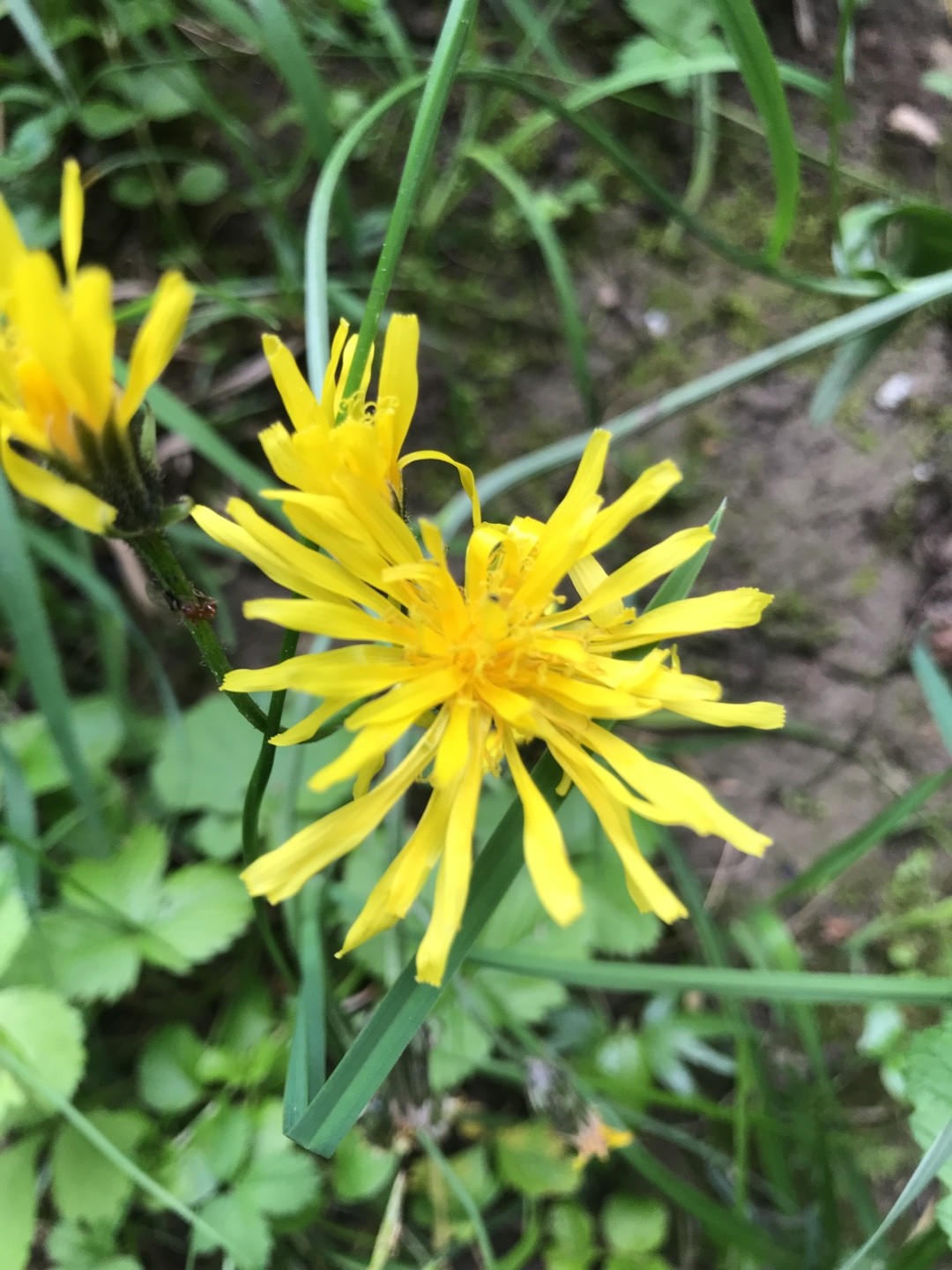 Скерда болотная (Crepis paludosa) - PictureThis