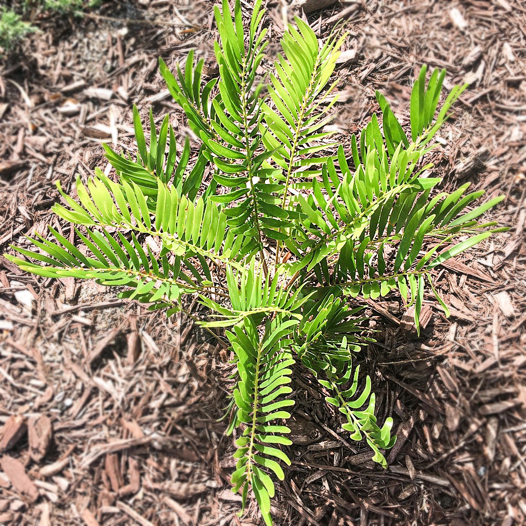 メキシコソテツ (Zamia pumila) 花言葉，毒性，よくある質問 - PictureThis