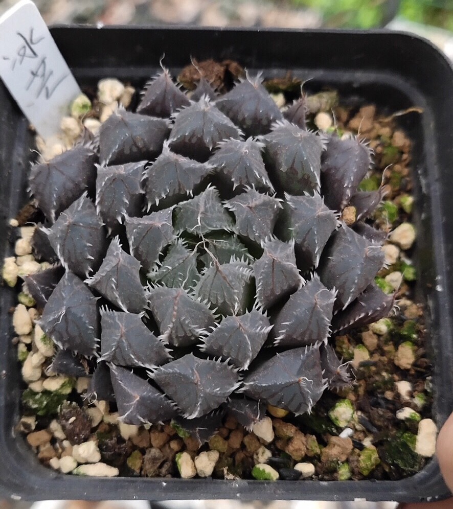 Хавортия Купера Пилифера (Haworthia cooperi var. pilifera) - PictureThis