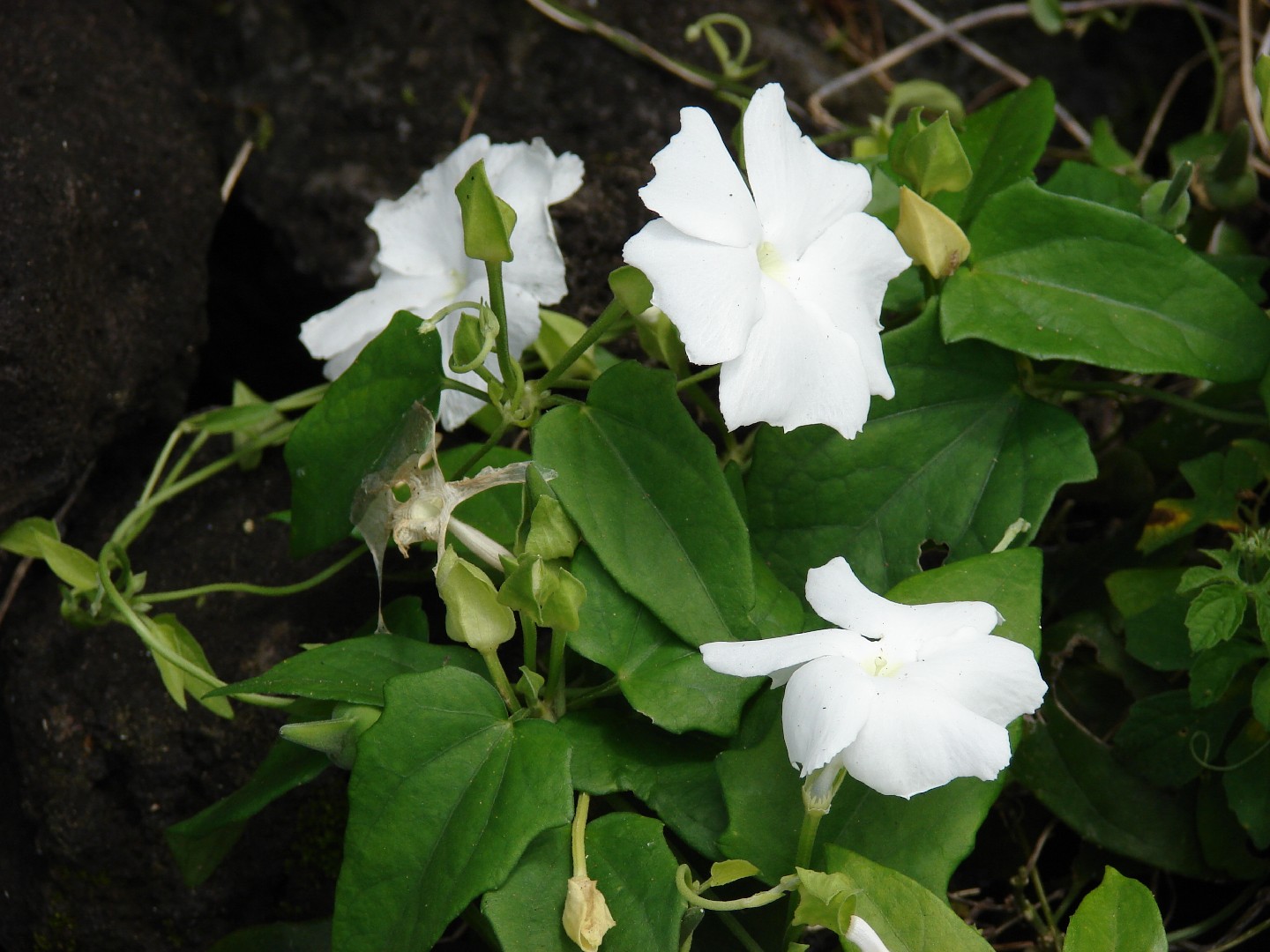 Тунбергия душистая (Thunbergia fragrans) - PictureThis