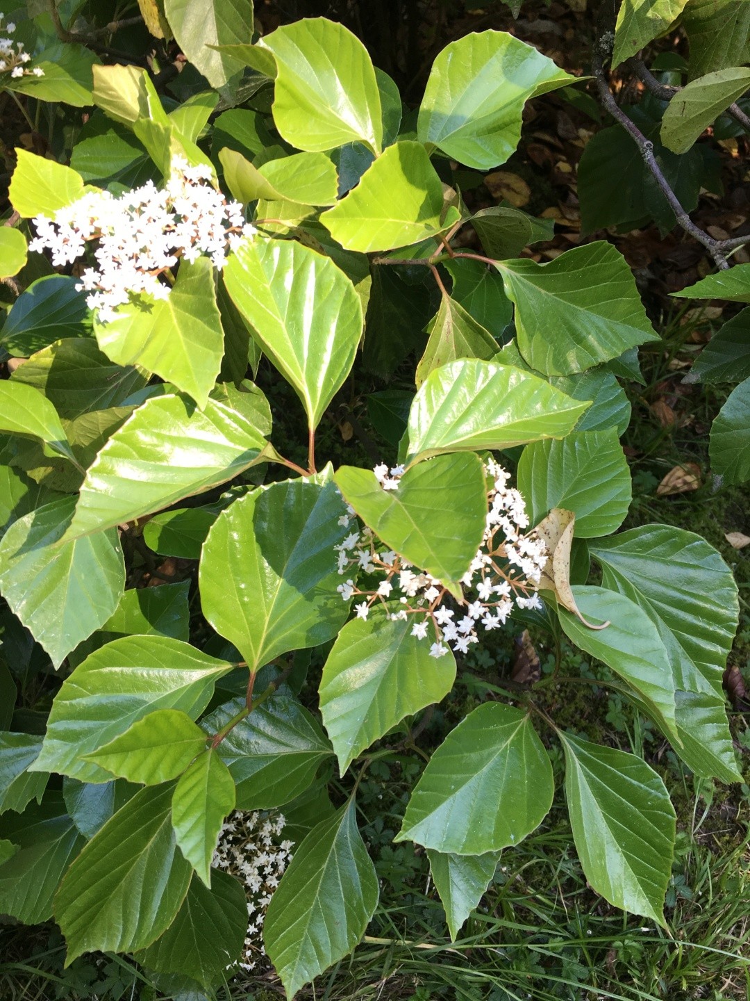 ハクサンボク（白山木）のお世話ガイド 育て方 育て方（潅水