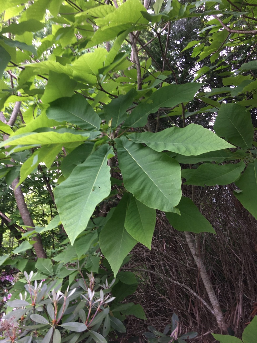 Magnolia de montaña (Magnolia fraseri) - PictureThis