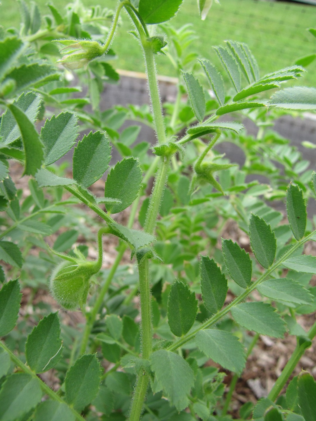 chickpea plant