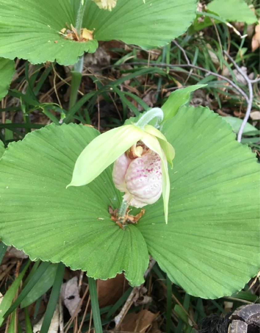 クマガイソウ（熊谷草） (Cypripedium japonicum) 花言葉，毒性，よく