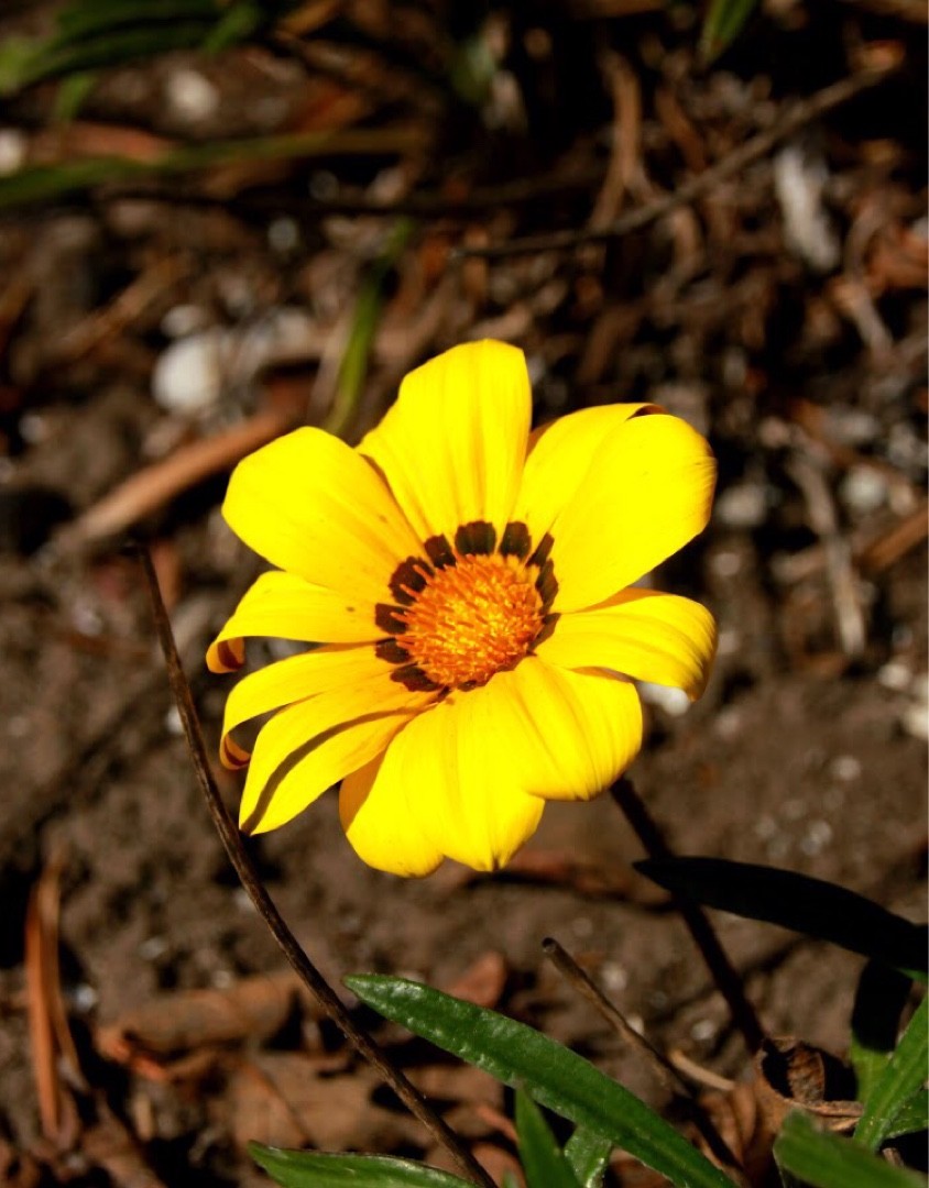 🌿 Как пересадить Gazania krebsiana? (Оптимальное время, методы и уход  после пересадки)