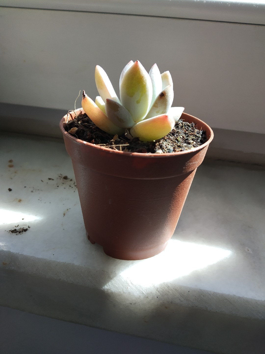 ホシビジン（星美人） (Pachyphytum oviferum) 花言葉，毒性，よくある質問 - PictureThis