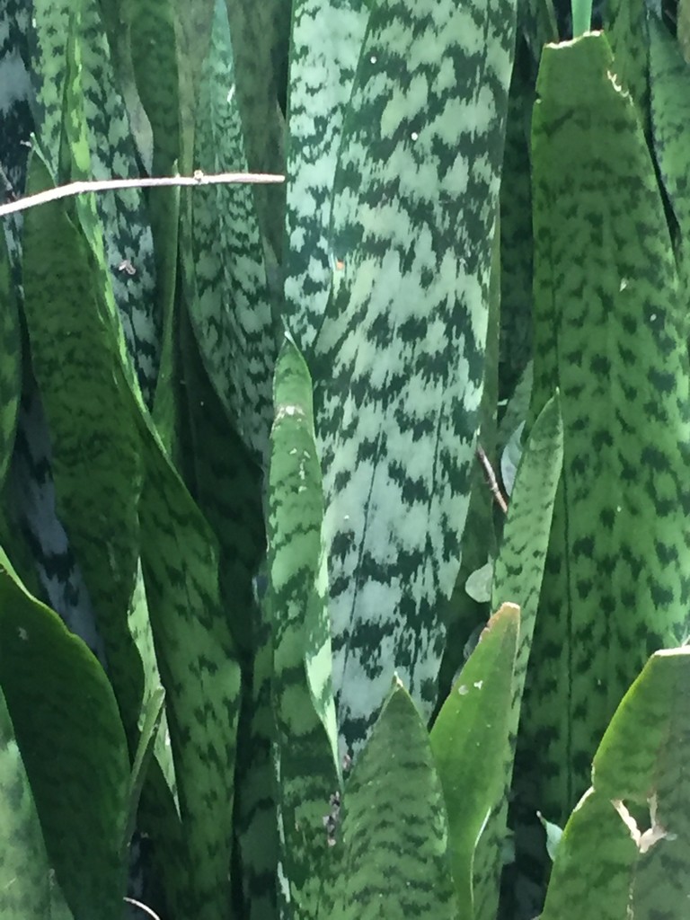 Сансевиерия трёхполосная (Sansevieria trifasciata) - PictureThis