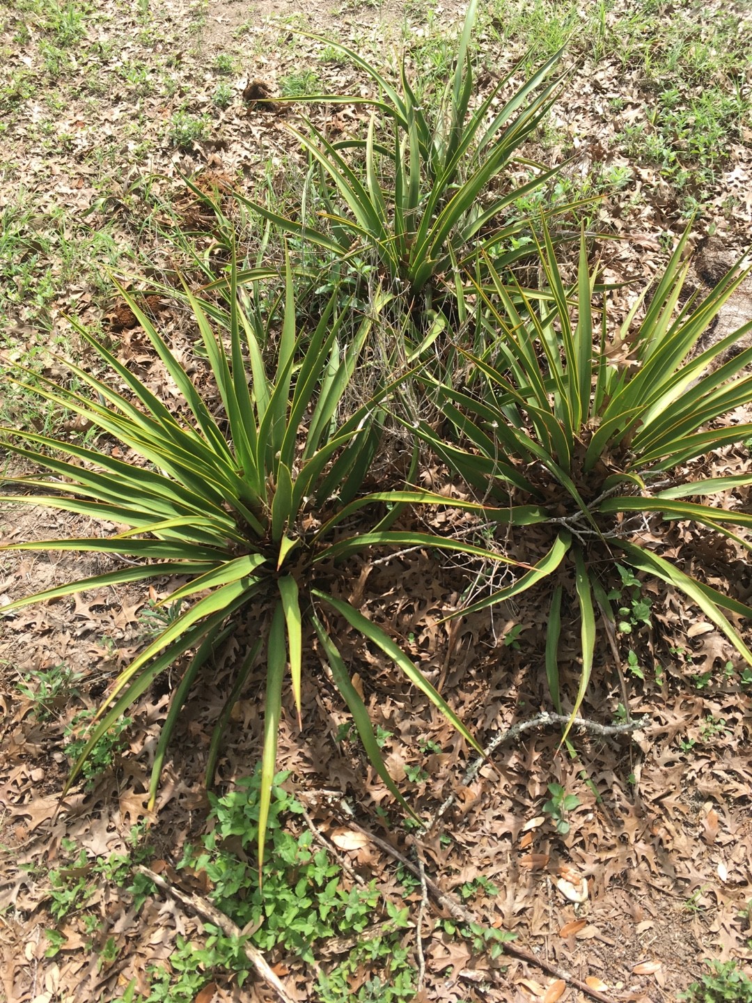 ユッカ・ルピコラ (Yucca rupicola) 花言葉，毒性，よくある質問