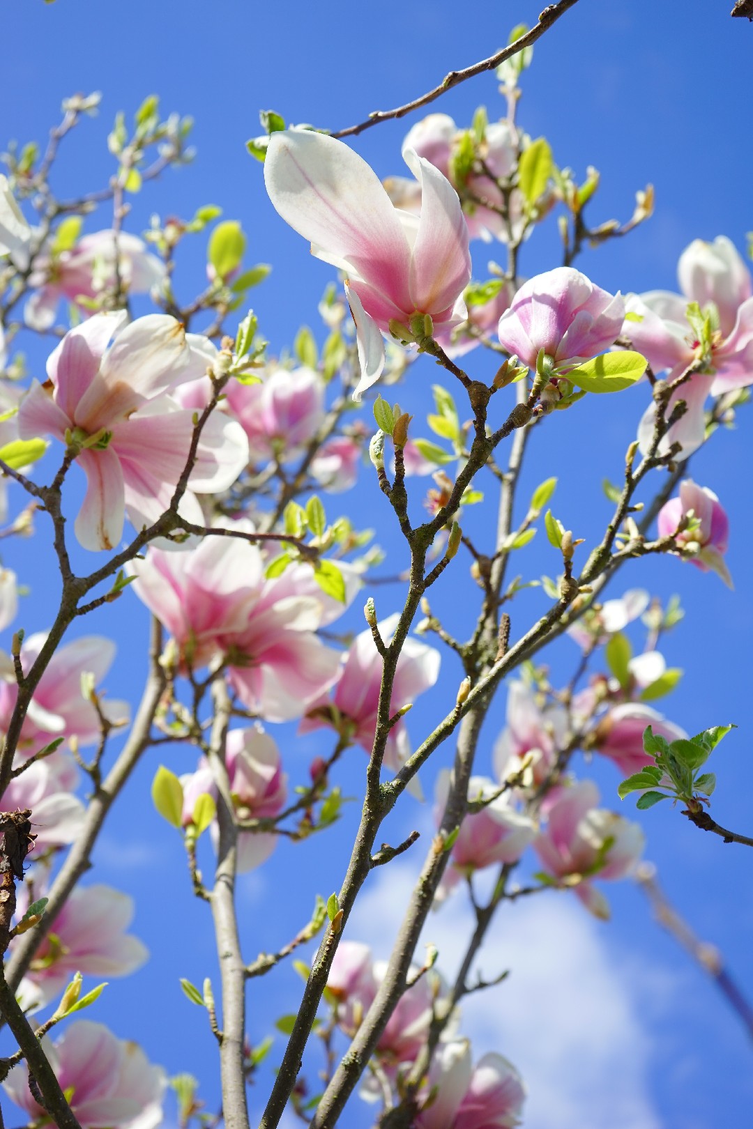 Árbol lirio (Magnolia liliiflora) - PictureThis