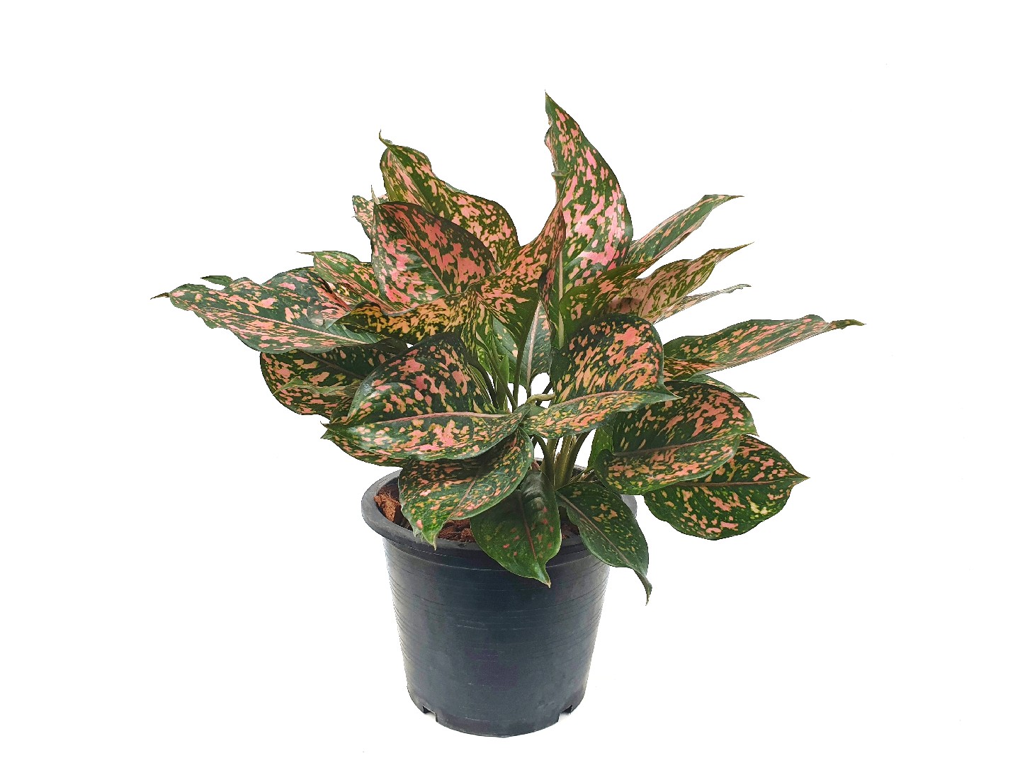 Pink dalmatian Chinese evergreen (Aglaonema 'Pink Dalmatian