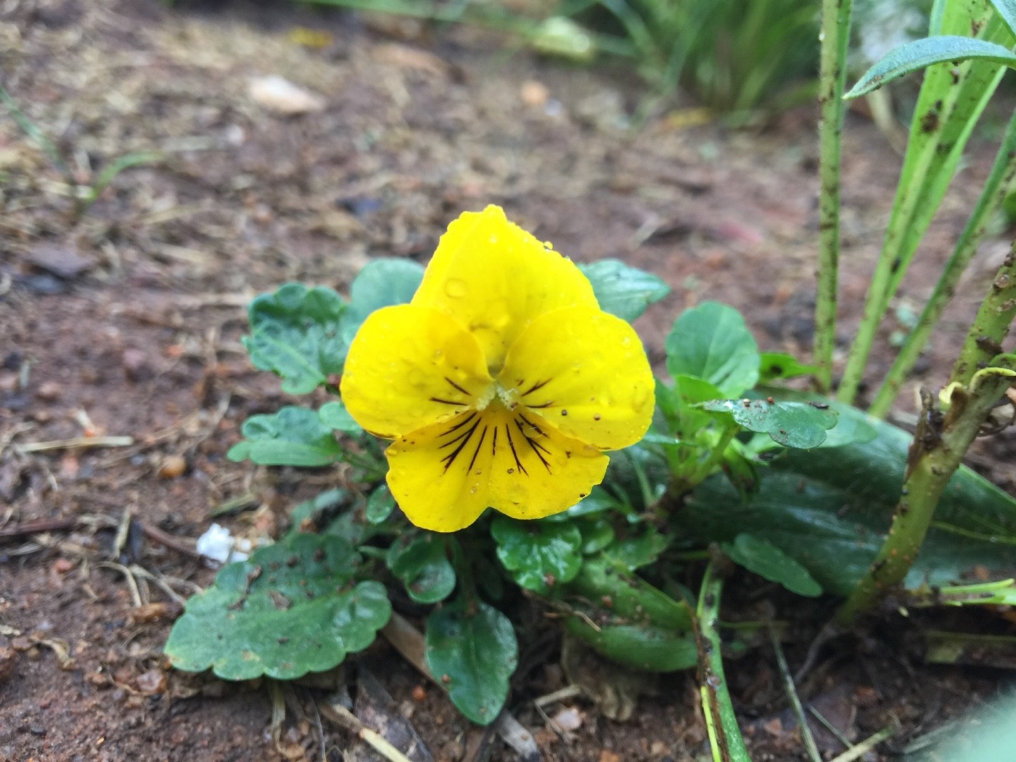 🌿 Как пересадить Viola sempervirens? (Оптимальное время, методы и уход  после пересадки)