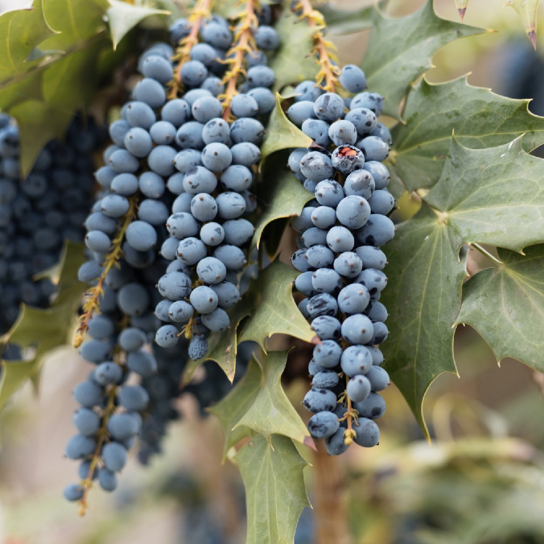 Leaves + Berries in Navy Blue, Teal & Tangerine Leggings for Sale by  micklyn