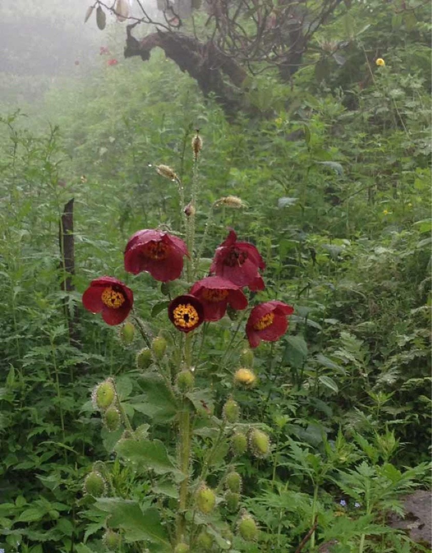 Meconopsis wilsonii уход (почву, удобрение, обрезка) - PictureThis