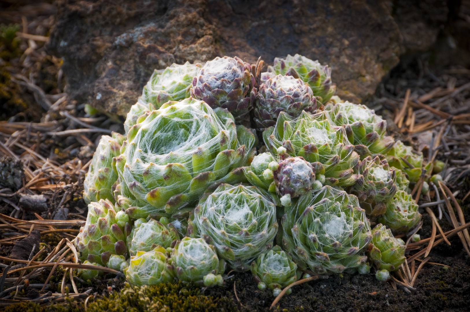 Молодило войлочное (Sempervivum arachnoideum subsp. tomentosum) -  PictureThis