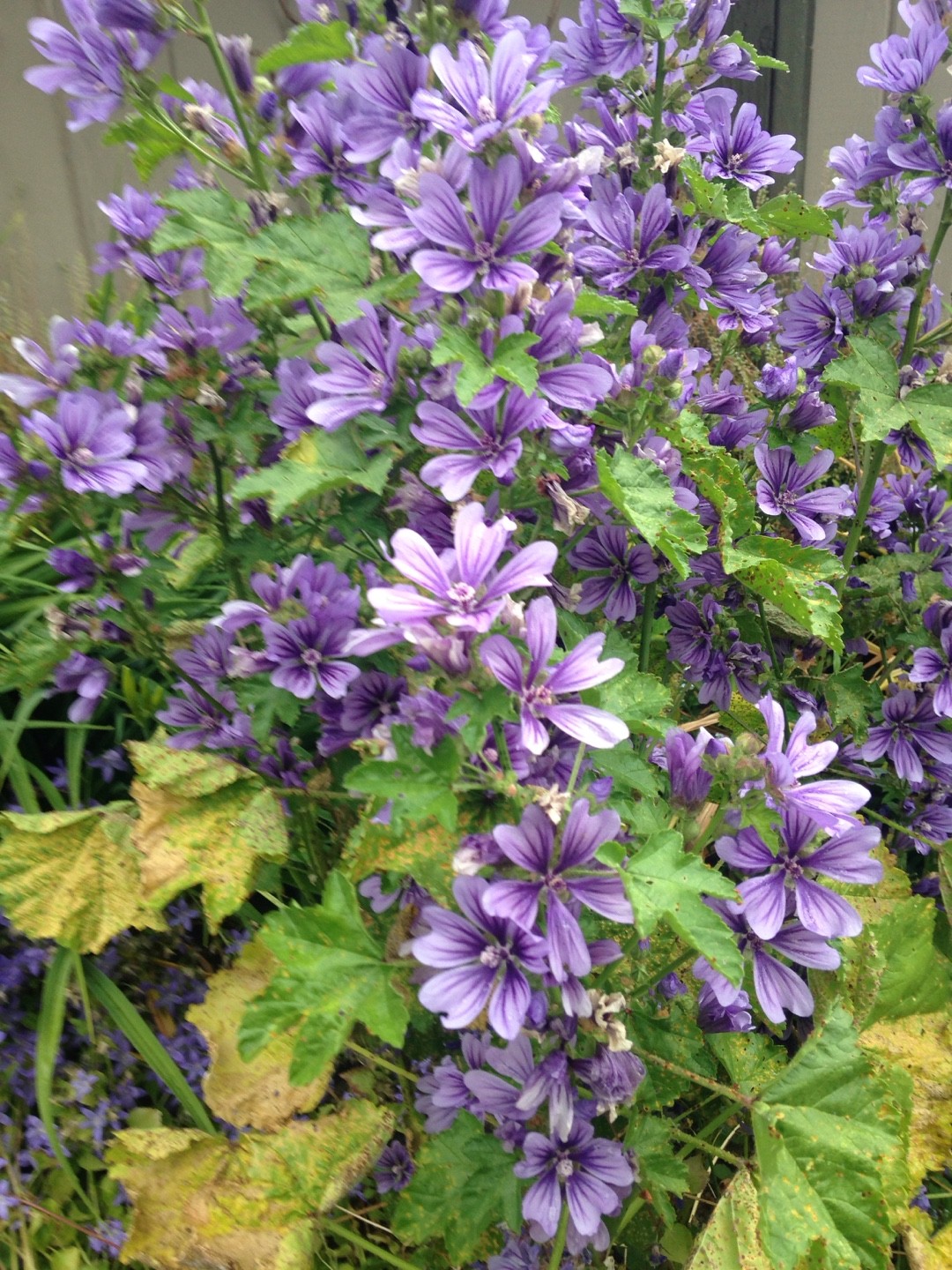 Common mallow 'Primley Blue' Care (Watering, Fertilize, Pruning,  Propagation) - PictureThis